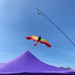 Kite Day 1