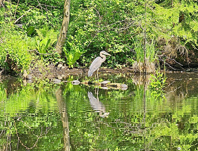 A heron in the duck pond