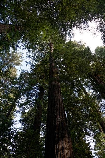Life Outside is Better with You!  (Humboldt Redwoods State Park)