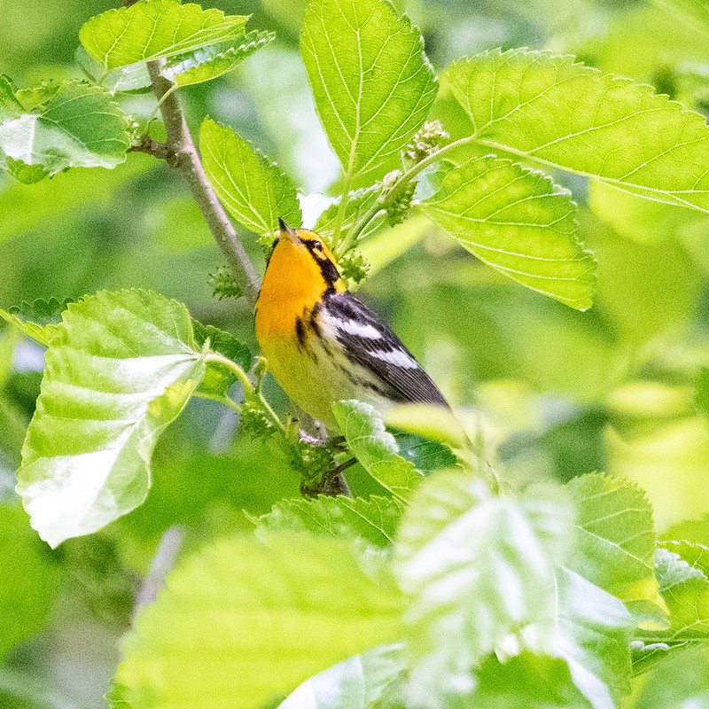 blackburnian-warbler-9553