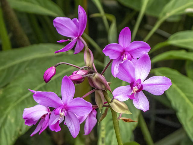 Spathoglottis plicata (Philippine ground orchid / Orquídea Filipina)
