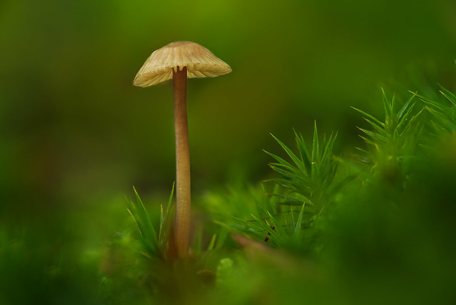 Mushroom peaking through the Moss