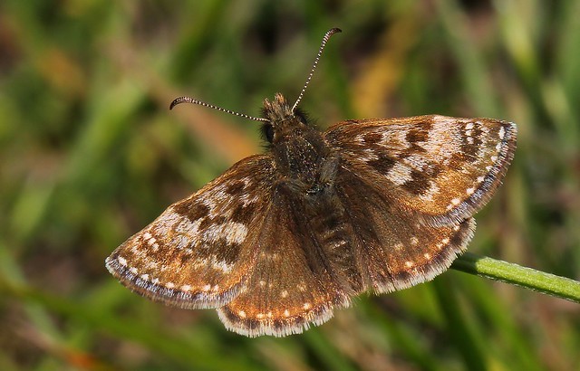 Dingy Skipper -  Erynnis tages 160523 (3)