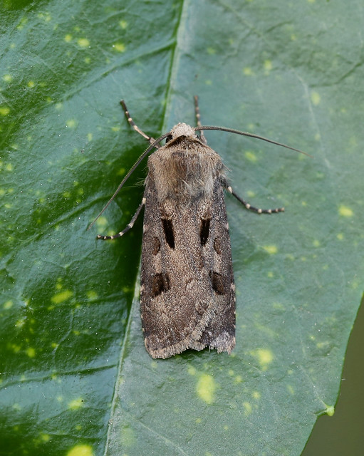 Heart and Dart --- Agrotis exclamationis