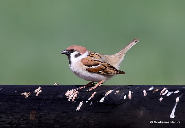 0S8A4312. Eurasian Tree Sparrow (Passer montanus)