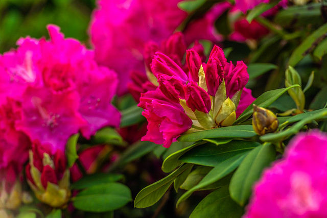Rhododendron buds amid red Rhododendron flowers