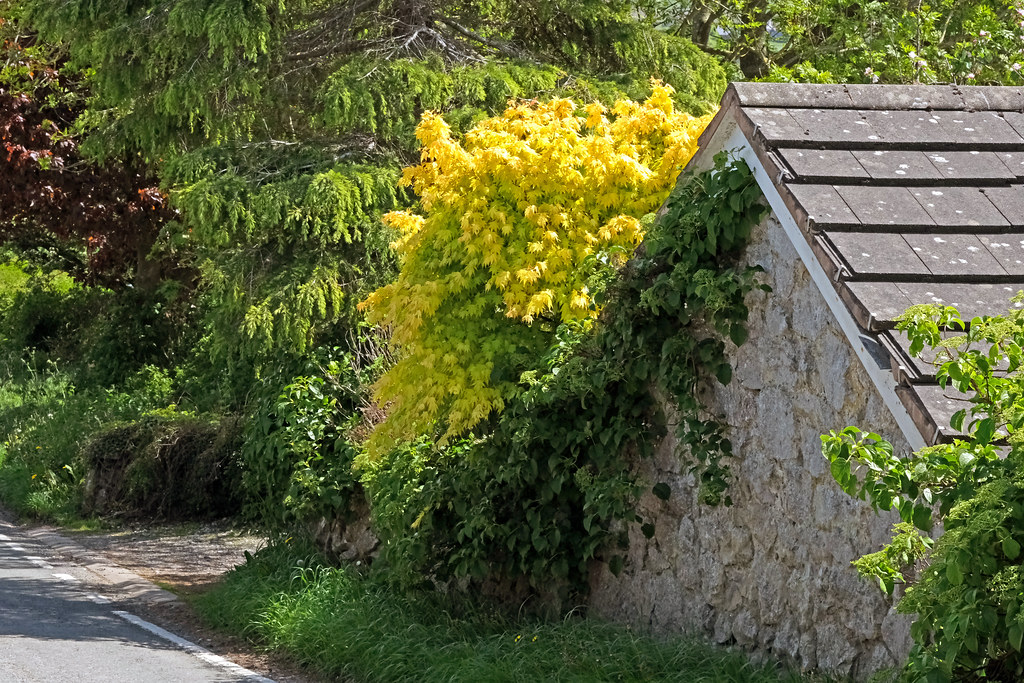 A splash of yellow. On a country lane in the Moelycrio a… Flickr