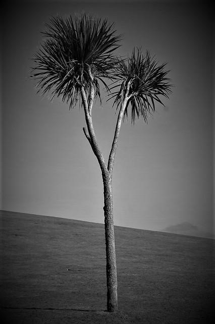 Black & White, Palm Tree, Auchenlarie Caravan Park, Dumfries & Galloway, Scotland.