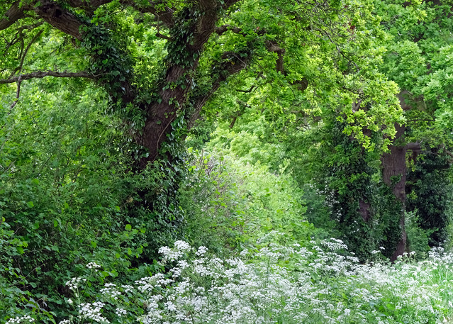 Hedgerow, Upton heath, Chester, May 2023.