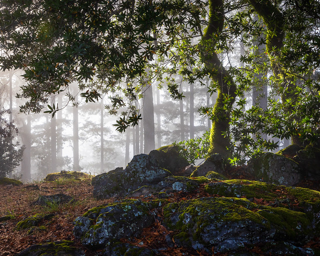 Forest Light and Fog