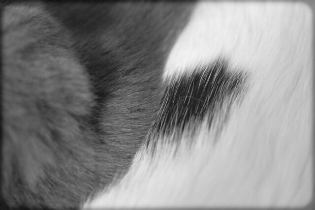 Overlappping fur -[ #FlickrFriday ]- >>Explored<<