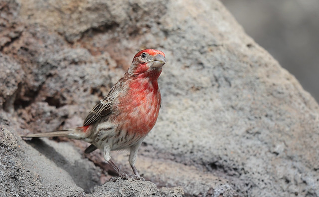 1DX33305 View Large. Male House Finch. Kāʻanapali, Maui Hawaii