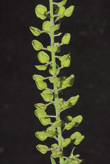 Lepidium heterophyllum  Europe