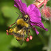 Bumblebee on Geranium