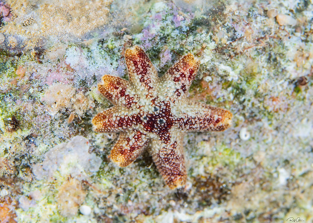 Aquilonastra sp. - Asterina Starfishes
