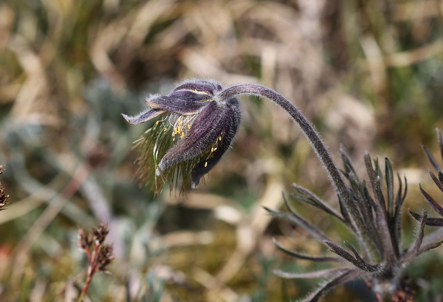Nikkende kobjælde (Small Pasque Flower / Pulsatilla pratensis)