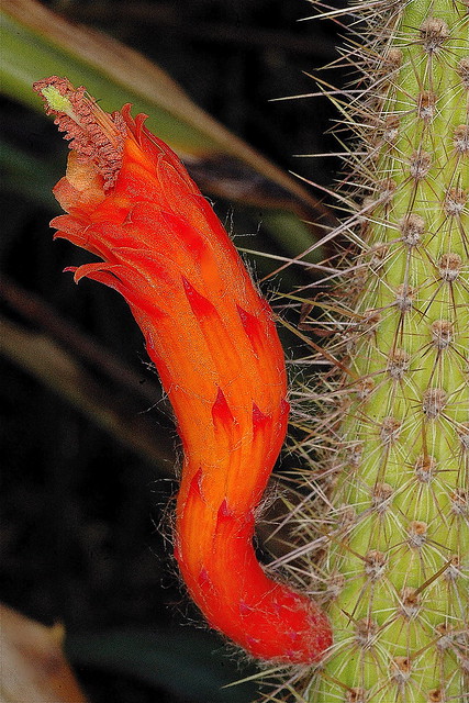 Cleistocactus bruneispinus  Paraguay - Argentine