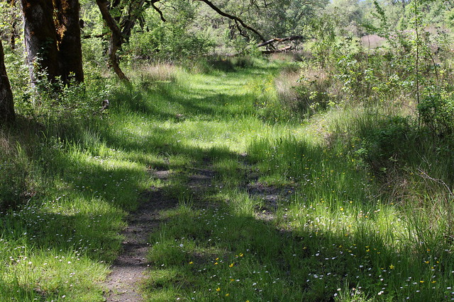 Follow the grassy green path