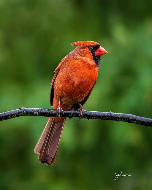 Rainy Day Cardinal