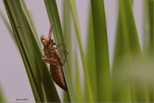 Preñv nadoz-aer / Larve de libellule / Dragonfly larva.