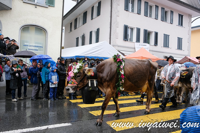 Swiss Festival -Entlebucher Alpabfahrt  (41)