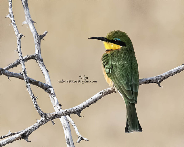 Bee-Eater From Namibia  copy