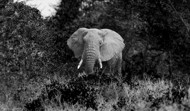 Elefante in bianco e nero