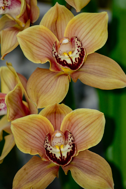 Cymbidium Orchid 'Light Orange'