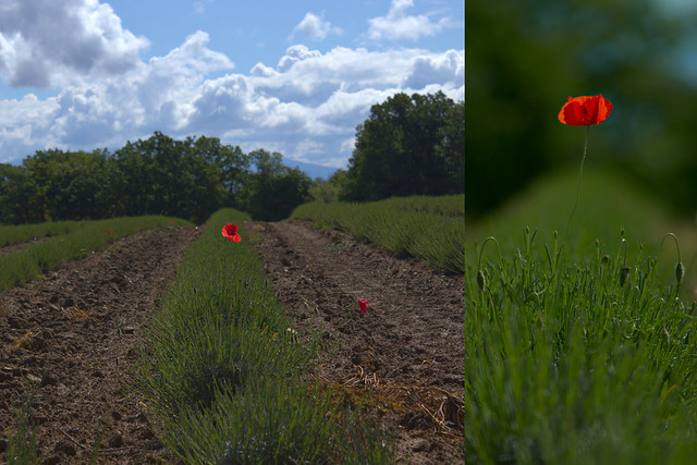 lonely poppy / coquelicot solitaire