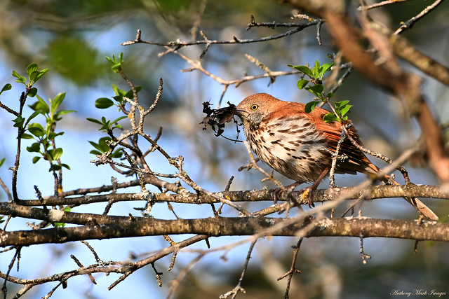 Brown Thrasher With Nesting Material