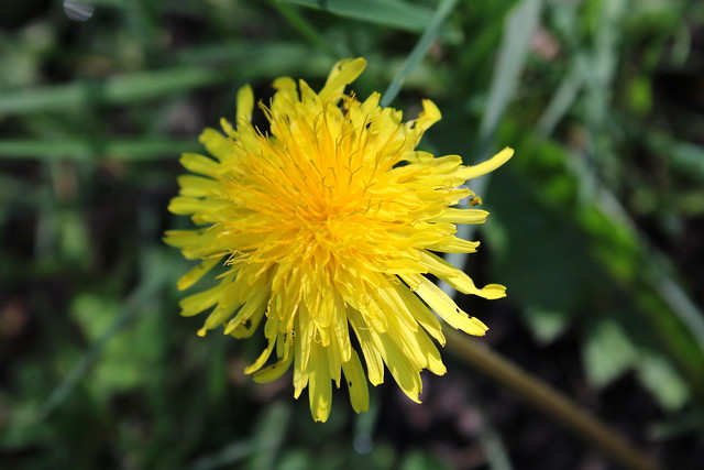 A dandelion adds to the local color