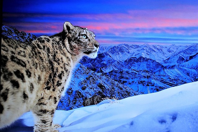 World of the Snow Leopard
