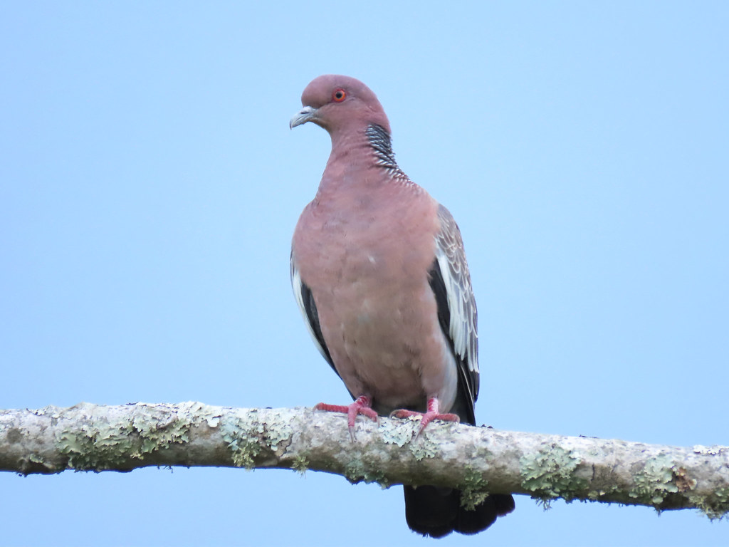 Pomba-asa-branca/Picazuro Pigeon