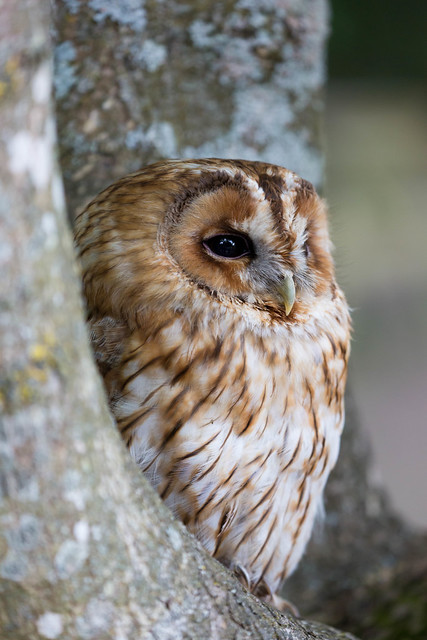 Tawny Owl-2