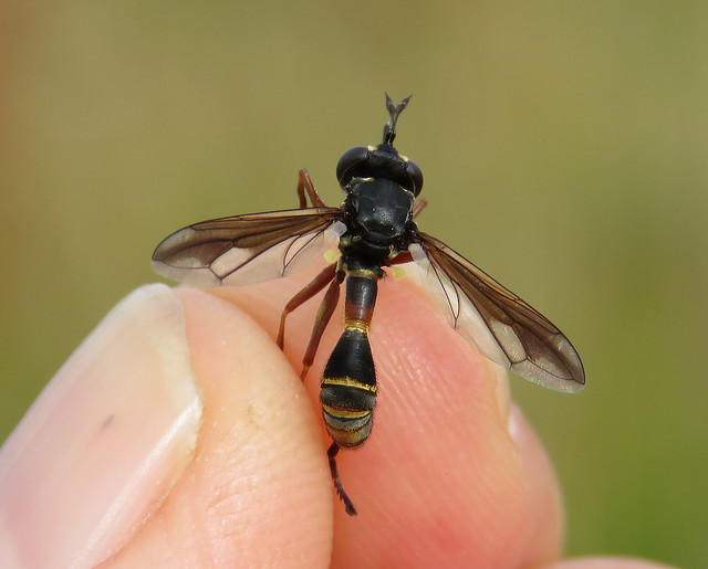 Physocephala rufipes female - Donna Nook, Lincolnshire 2022a