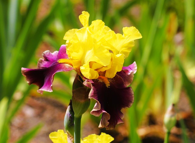 yellow and purple  bearded iris