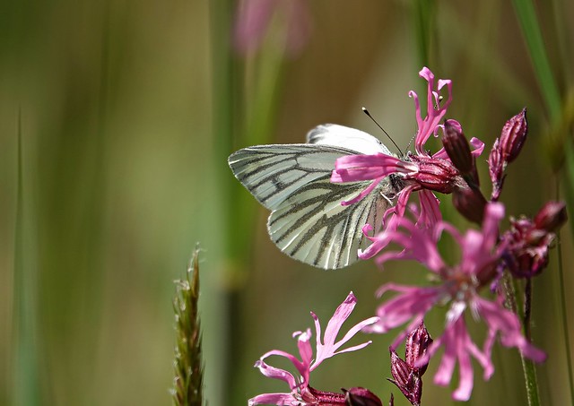 veined white on day cuckoo flower