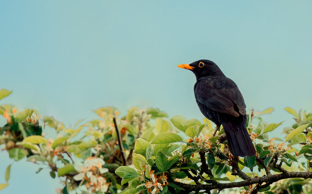 The humble blackbird