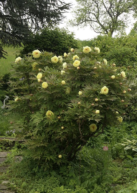 Paeonia 'High Noon' - Lutea-Hybride - Strauchäonie