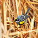 Yellow-rumped Warbler in Cattails