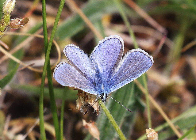 Almindelig blåfugl (Common Blue / Polyommatus icarus)