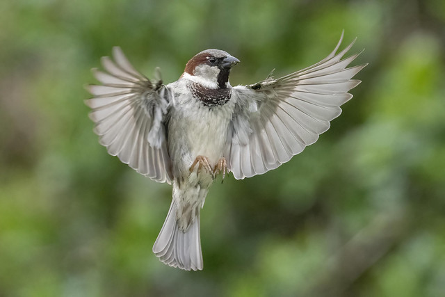 A Sparrow's Span