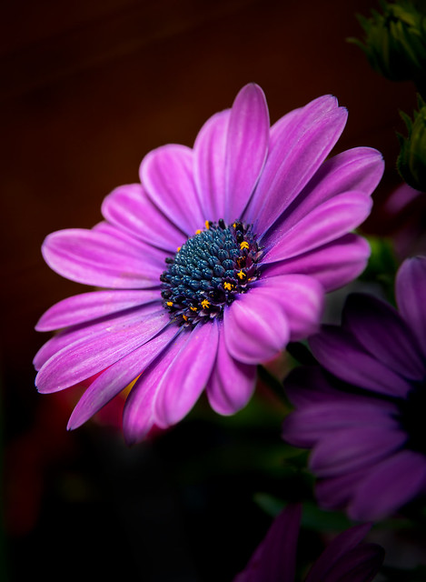 365 - Image 140 - Flowering... **Explored**