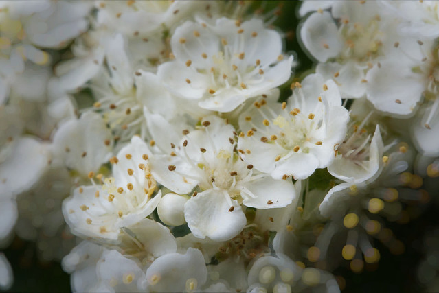 Pyracantha Bloom in Macro