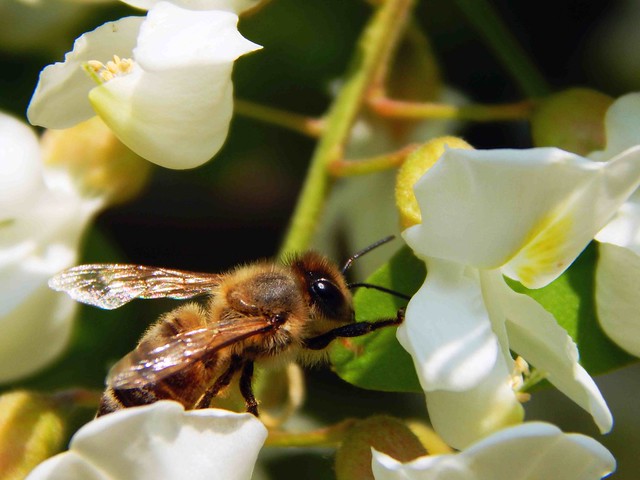 Honey Bee in Locust Tree Blossoms