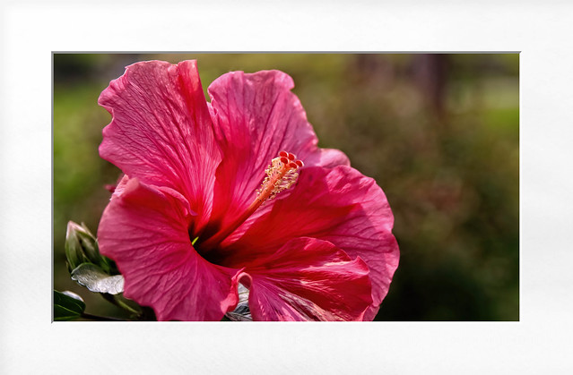 IMG_0543.2023.2a.Hibiscus