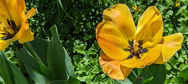 Yellow tulip, Sherwood gardens