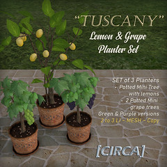 [CIRCA] - "Tuscany" Lemon & Grape Planter Set