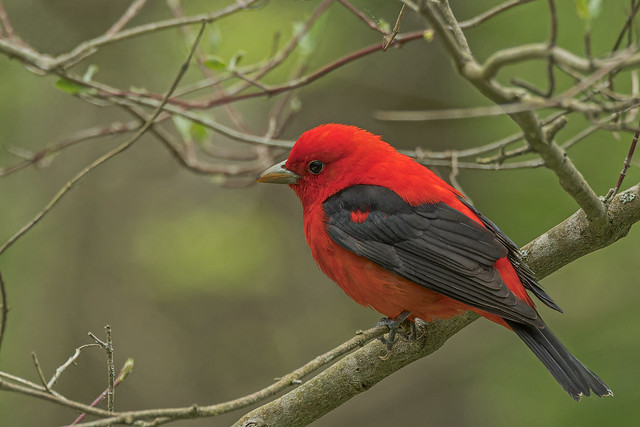 Scarlet Tanager - Point Pelee National Park, Essex County, Ontario, Canada