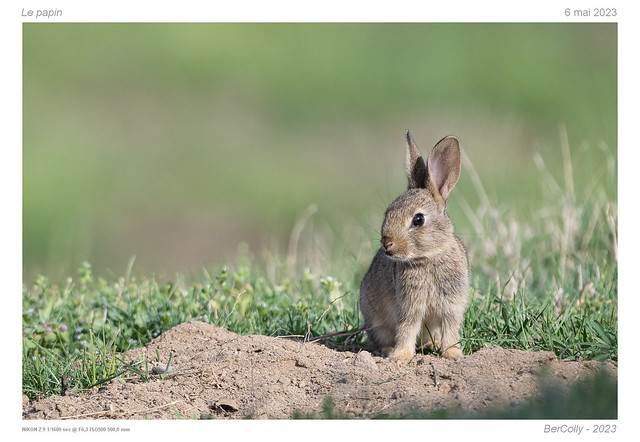 Le lapin | Rabbit